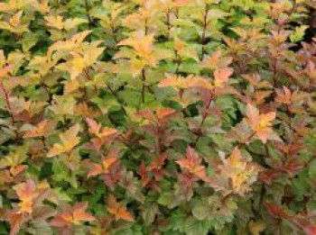 Schneeballblättrige Blasenspiere 'Magic Ball', 60-80 cm, Physocarpus opulifolius 'Magic Ball', Containerware von Physocarpus opulifolius 'Magic Ball'