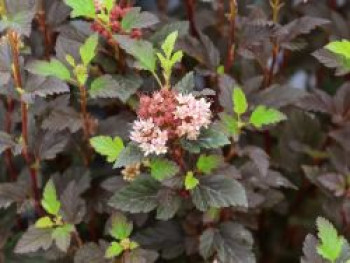 Buntblättrige Fasanenspiere Magical 'Sweet Cherry Tea', 40-60 cm, Physocarpus opulifolius Magical 'Sweet Cherry Tea', Containerware Buntblättrige Fasanenspiere Magical 'Sweet Cherry Tea', 40-60 cm, Physocarpus opulifolius Magical 'Sweet Cherry Tea', Containerware von Physocarpus opulifolius Magical 'Sweet Cherry Tea'