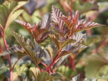 Fasanenspiere 'Red Baron', 80-100 cm, Physocarpus opulifolius 'Red Baron', Containerware von Physocarpus opulifolius 'Red Baron'
