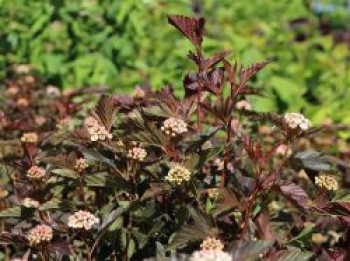 Fasanenspiere 'Summer Wine', 10-20 cm, Physocarpus opulifolius 'Summer Wine', Topfware von Physocarpus opulifolius 'Summer Wine'