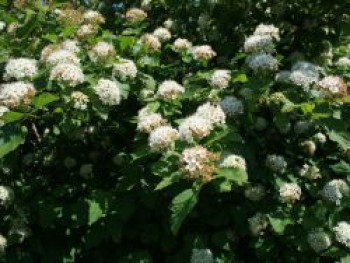 Fasanenspiere / Blasenspiere, 60-100 cm, Physocarpus opulifolius, Containerware von Physocarpus opulifolius