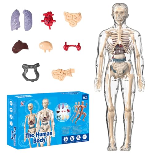 Human Body Torso Model, 3D Menschliches Lernmodell für Kinder, Anatomie Modell Körper Anatomy Model Skeleton, Human Body Torso Model Teaching Model Human Body Torso Model, 3D Menschliches Lernmodell für Kinder, Anatomie Modell Körper Anatomy Model Skeleton, Human Body Torso Model Teaching Model von Piashow