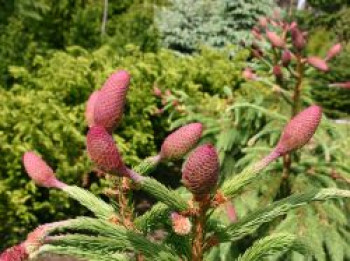 Zapfenfichte 'Acrocona', 100-125 cm, Picea abies 'Acrocona', Containerware von Picea abies 'Acrocona'