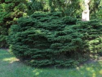 Nestfichte 'Nidiformis', 30-40 cm, Picea abies 'Nidiformis', Containerware von Picea abies 'Nidiformis'