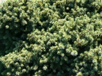 Blaue Igelfichte 'Echiniformis', 15-20 cm, Picea glauca 'Echiniformis', Containerware von Picea glauca 'Echiniformis'
