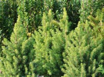 Fichte 'Rainbow's End', 30-40 cm, Picea glauca 'Rainbow's End', Containerware von Picea glauca 'Rainbow's End'