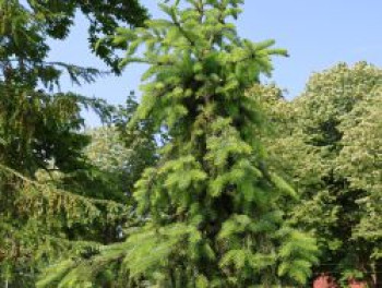 Serbische Fichte, 40-60 cm, Picea omorika, Containerware von Picea omorika