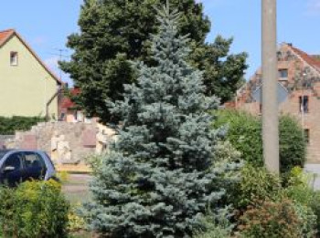 Blaue Stechfichte 'Blue Mountain', 40-60 cm, Picea pungens 'Blue Mountain', Containerware von Picea pungens 'Blue Mountain'