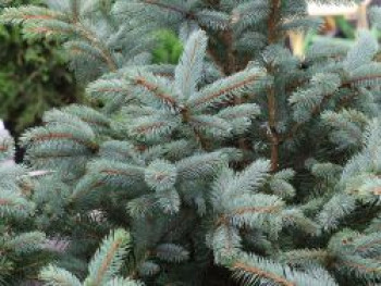 Blaue Stechfichte 'Super Blue', 40-60 cm, Picea pungens 'Super Blue', Containerware von Picea pungens 'Super Blue'