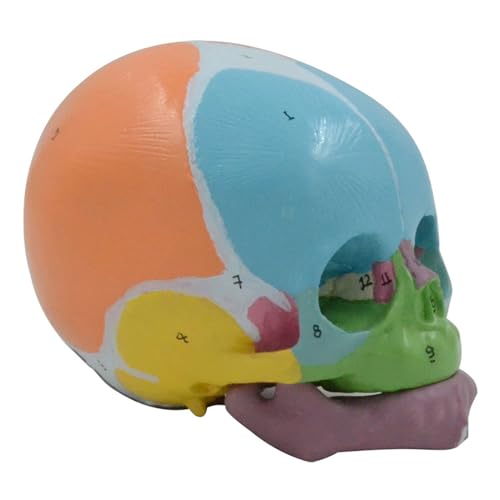 Lebensgroßer Babykopf Skelett Modellnummer codiert Anatomischer Babykopf Schädel Modell für Krankheiten Studium Vorlesungsbericht Babykopf Skelett Modell Lebensgroßer Babykopf Skelett Modellnummer codiert Anatomischer Babykopf Schädel Modell für Krankheiten Studium Vorlesungsbericht Babykopf Skelett Modell von Piceioep