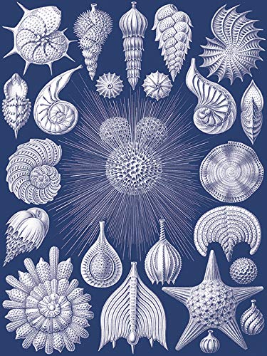Piddix Coastal Nature 1 Leinwanddruck, Mehrfarbig, 60 x 80 cm Piddix Coastal Nature 1 Leinwanddruck, Mehrfarbig, 60 x 80 cm von Piddix