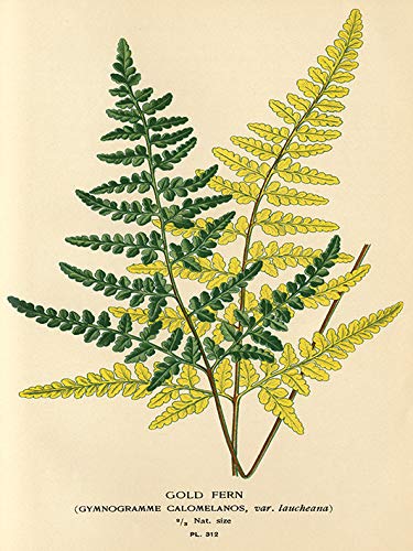 Piddix "Gold Fern" , 30 x 40 cm, Leinwanddruck von Piddix