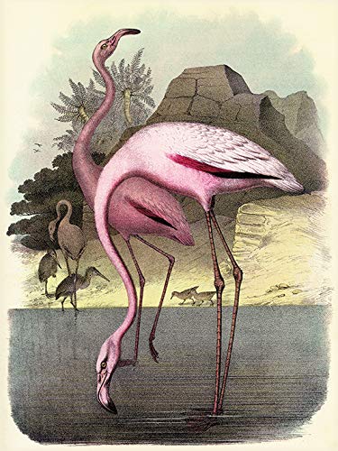 Piddix Vintage Flamingos 30 x 40cm Canvas Print Leinwanddruck, Mehrfarbig, 30 x 40 cm von Piddix