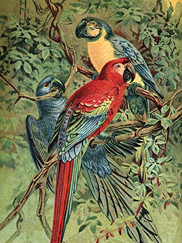 Piddix Vintage Parrots Leinwanddruck, Mehrfarbig, 60 x 80 cm von Piddix