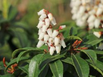 Schattenglöckchen 'Bonfire', 20-30 cm, Pieris japonica 'Bonfire', Containerware von Pieris japonica 'Bonfire'