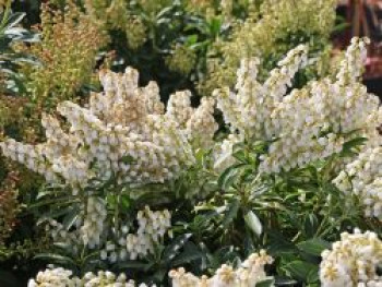 Schattenglöckchen 'Debutante', 20-25 cm, Pieris japonica 'Debutante', Containerware von Pieris japonica 'Debutante'