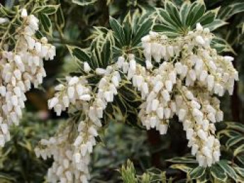 Schattenglöckchen 'Flaming Silver', 15-20 cm, Pieris japonica 'Flaming Silver', Containerware Schattenglöckchen 'Flaming Silver', 15-20 cm, Pieris japonica 'Flaming Silver', Containerware von Pieris japonica 'Flaming Silver'