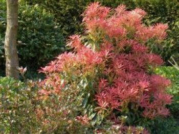 Schattenglöckchen 'Forest Flame', 25-30 cm, Pieris japonica 'Forest Flame', Containerware von Pieris japonica 'Forest Flame'