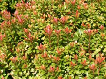 Schattenglöckchen 'Little Heath Green', 25-30 cm, Pieris japonica 'Little Heath Green', Containerware von Pieris japonica 'Little Heath Green'