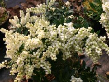 Schattenglöckchen 'Prelude', 10-20 cm, Pieris japonica 'Prelude', Topfware von Pieris japonica 'Prelude'