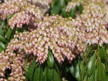 Schattenglöckchen 'Valley Rose', 25-30 cm, Pieris japonica 'Valley Rose', Containerware von Pieris japonica 'Valley Rose'