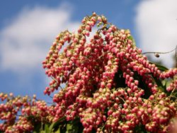 Schattenglöckchen 'Valley Valentine', 30-40 cm, Pieris japonica 'Valley Valentine', Containerware von Pieris japonica 'Valley Valentine'