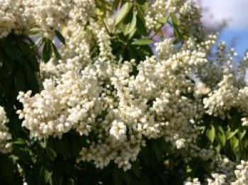 Schattenglöckchen 'White Pearl', 20-25 cm, Pieris japonica 'White Pearl', Containerware von Pieris japonica 'White Pearl'