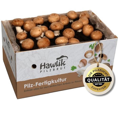 Hawlik Pilzbrut Champignons selber züchten – Steinchampignon Pilzzuchtset XXL – Pilze kinderleicht zuhause anbauen – Großes Komplettset - Ideal für Anfänger/als Geschenk für Kinder und Gartenfreunde Hawlik Pilzbrut Champignons selber züchten – Steinchampignon Pilzzuchtset XXL – Pilze kinderleicht zuhause anbauen – Großes Komplettset - Ideal für Anfänger/als Geschenk für Kinder und Gartenfreunde von Hawlik Pilzbrut