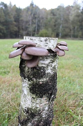 Bio Austernpilz Baumstamm von Pilzmännchen