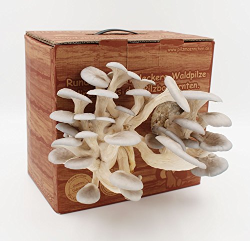Bio Austernpilz Pilzzuchtbox - Pilze selber züchten von Pilzmännchen