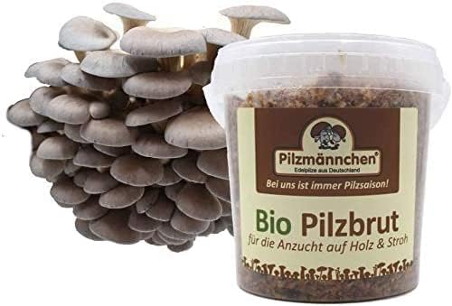 Bio Austernpilz Substratbrut - Pilze selber züchten von Pilzmännchen