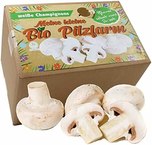 Bio Champignon Komplettset 5kg - Pilze selber züchten von Pilzmännchen