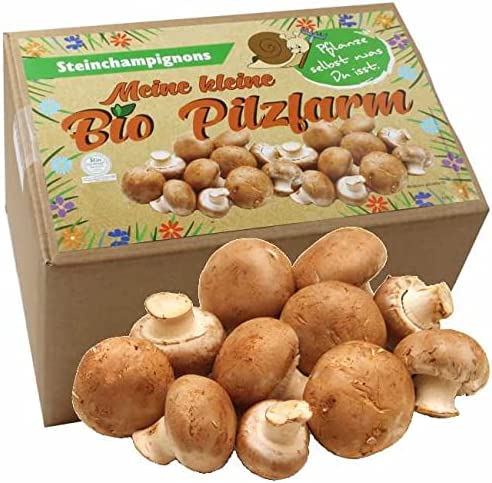 Bio Steinchampignon Komplettset 5kg - Pilze selber züchten von Pilzmännchen