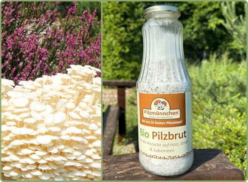 Bio Enoki Körnerbrut - Pilze selber züchten von Pilzmännchen
