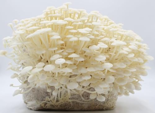 Bio Enoki Pilzzuchtkultur XXL - Pilze selber züchten Bio Enoki Pilzzuchtkultur XXL - Pilze selber züchten von Pilzmännchen