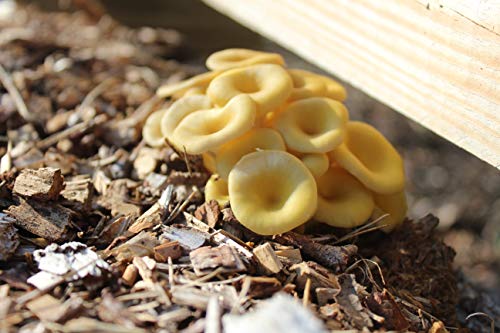 Bio Limonenpilz Substratbrut - Pilze selber züchten von Pilzmännchen