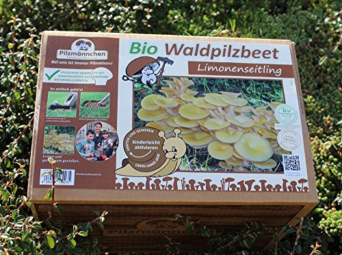 Bio Limonenpilz Waldpilzbeet - Pilze selber züchten von Pilzmännchen