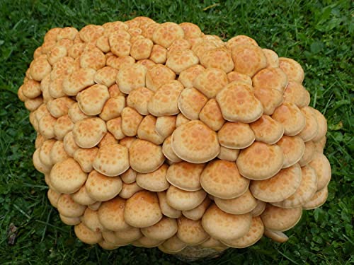 Bio Nameko Substratbrut - Pilze selber züchten von Pilzmännchen