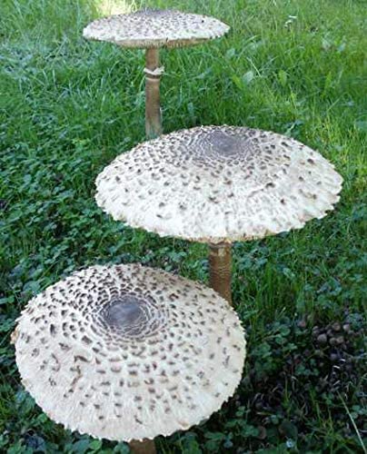 Bio Parasol Körnerbrut - für den Garten von Pilzmännchen