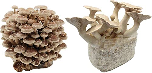 Bio Pilzzucht-Pärchen Kräuterseitling + Shiitake Fertigkulturen klein - Pilze selber züchten von Pilzmännchen