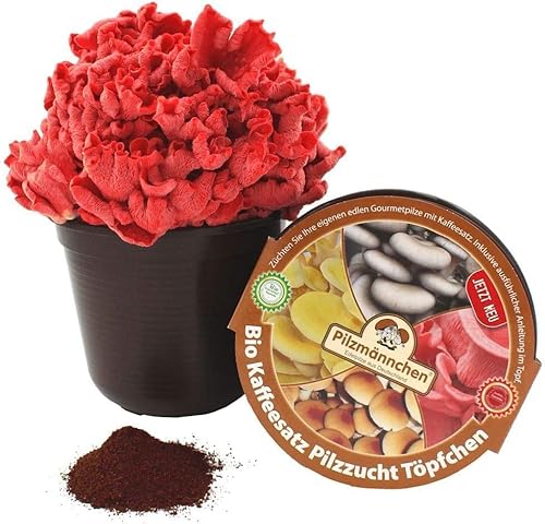 Bio Rosenseitling Kaffeesatz Töpfchen - Pilze selber züchten von Pilzmännchen