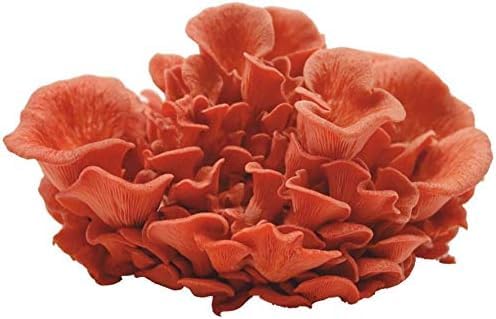 Bio Rosenseitling Körnerbrut - Pilze selber züchten von Pilzmännchen
