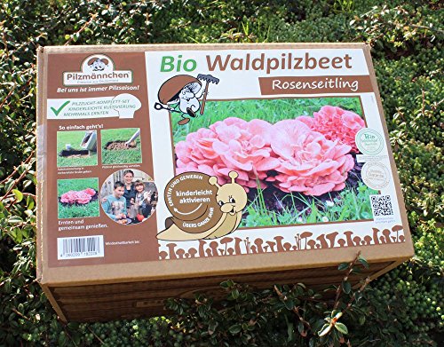 Bio Rosenseitling Waldpilzbeet - Pilze selber züchten von Pilzmännchen