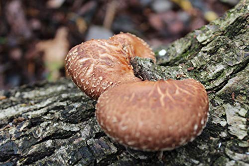 Bio Shiitake Baumstamm von Pilzmännchen