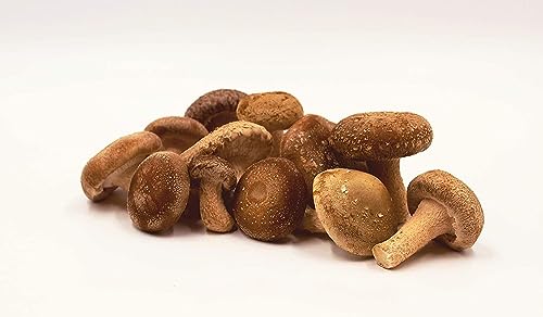 Bio Shiitake Körnerbrut - Pilze selber züchten von Pilzmännchen