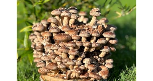 Bio Shiitake Pilzzuchtkultur Compact - Zuchtkultur für die eigene Pilzzucht von Pilzmännchen