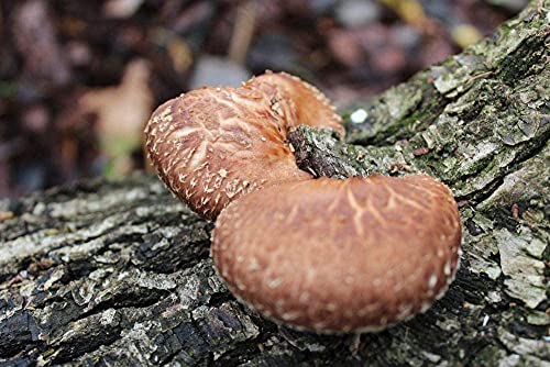 Bio Shiitake Substratbrut - Pilze selber züchten von Pilzmännchen