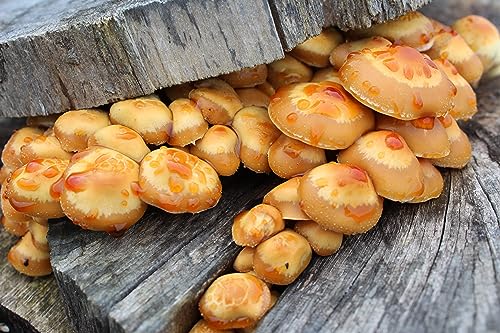 Bio Stockschwämmchen Körnerbrut - Pilze selber züchten von Pilzmännchen