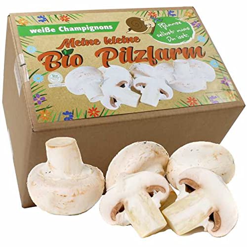 Bio Champignon Komplettset 5kg - Pilze selber züchten von Pilzmännchen