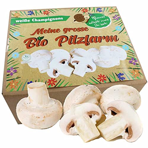 XXL Bio Champignon Komplettset 10kg - Pilze selber züchten von Pilzmännchen